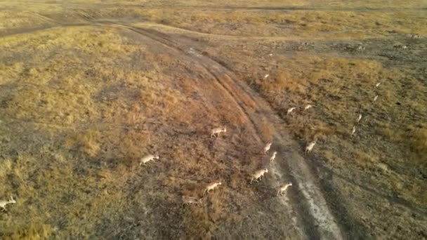 Une antilope saïga sauvage qui court. Troupeau d'antilopes courant sur les steppes jusqu'à la rivière. 4k hdr au ralenti — Video