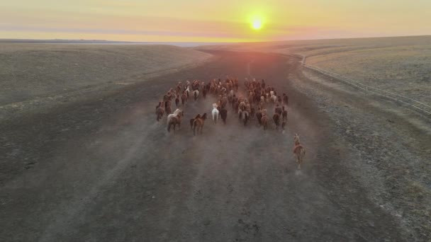 Wild Horses Running. Herd of horses, mustangs running on steppes to river. 4k hdr slow motion — Stock Video