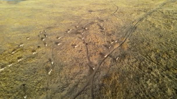 Wilde saiga antilope draait. Herd van antilopen loopt op steppen naar de rivier. 4k hdr slow motion — Stockvideo