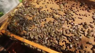 Arı kovanında bal peteği ile sürünen arı kolonisinin yakın görüntüsü. Apiary, arı kovanı ve arıcılık konsepti