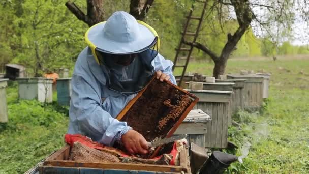 De imker houdt een honinglijst met bijen in de hand en snijdt slechte bijenbroedsels. Bijenhouder aan het werk, verwijdert overtollige honingraten — Stockvideo
