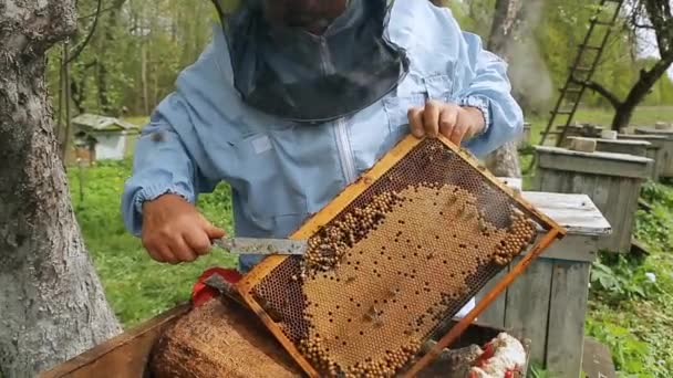 O apicultor segura uma armação de mel com abelhas nas mãos e corta a ninhada de abelhas ruins. Apicultor no trabalho, removendo o excesso de favos de mel — Vídeo de Stock