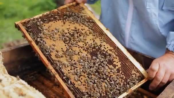 Vista de cerca de la colonia de abejas arrastrándose sobre el marco de la colmena con miel de panal. Concepto de apicultura, colmena y apicultura — Vídeos de Stock