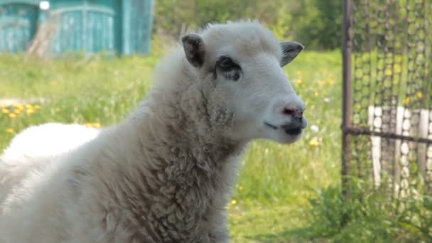 可爱的山羊要求食物 — 图库视频影像