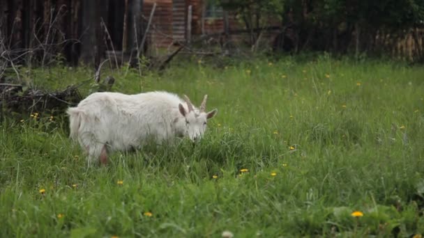 Witte geit eet gras — Stockvideo