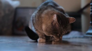 kedi fareyi yakaladı