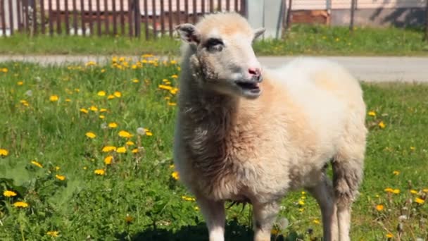 Moutons mâche du pain sur la prairie — Video