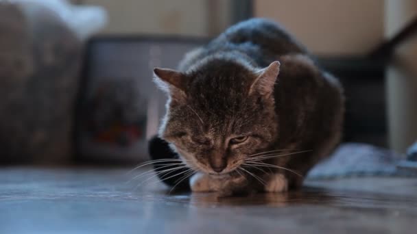 Gato sostiene el ratón capturado — Vídeos de Stock