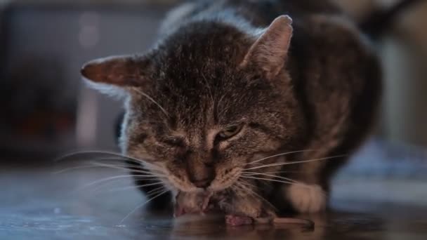 Кота держит пойманную мышь — стоковое видео