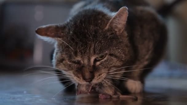 Il gatto tiene il preso un piccolo topo — Video Stock