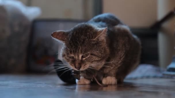 Кіт тримає мишу — стокове відео