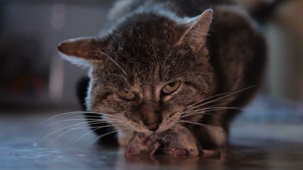 Gato caçador pego mouse — Vídeo de Stock
