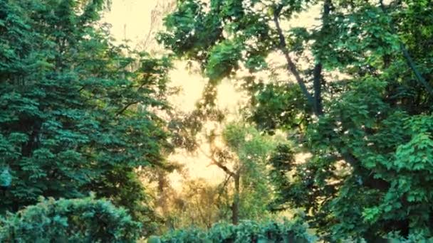 美丽的阳光明媚的树延时 — 图库视频影像