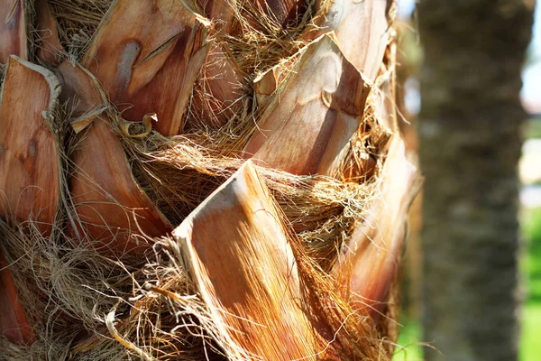 Palmenrinde aus nächster Nähe — Stockfoto