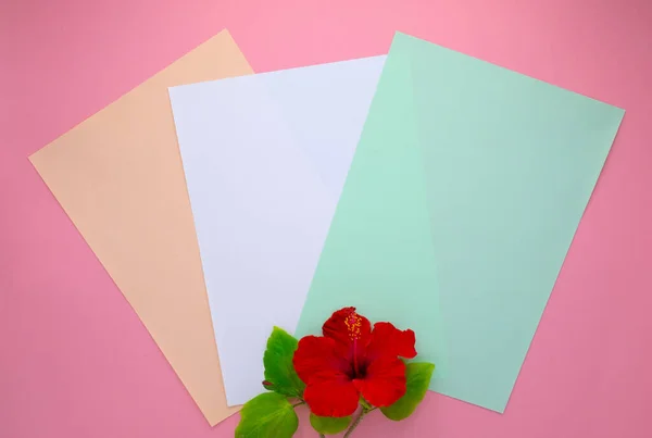 赤ハイビスカスの花と緑の葉はピンクの紙に支払う3色の紙に横たわっています — ストック写真
