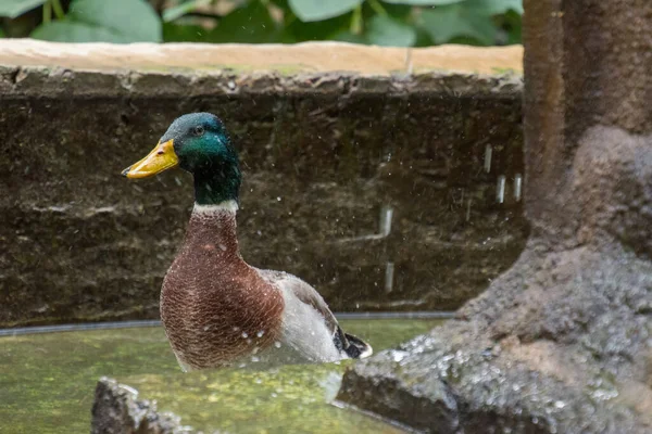 Retrato de um pato bonito tomando banho . — Fotografia de Stock