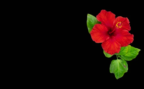 Flores de hibisco vermelho que jazem no fundo rosa . — Fotografia de Stock