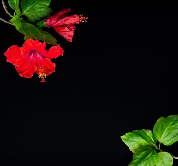 Red hibiscus flowers laying on the dark background.