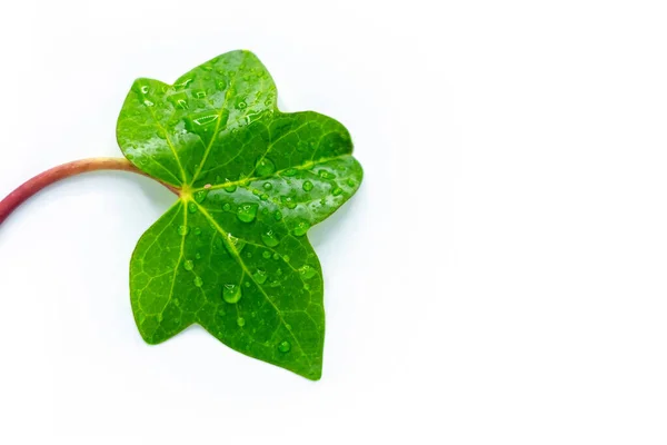 Jednoduchý zelený list s kapkami vody. — Stock fotografie