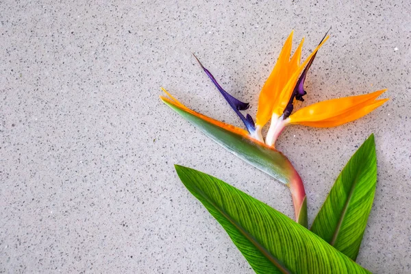 Strelitzia flower and green leaves laying on marble surface.