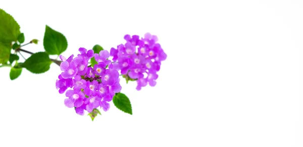 Spring purple flowers is blooming. Isolated On White. — Stock Photo, Image