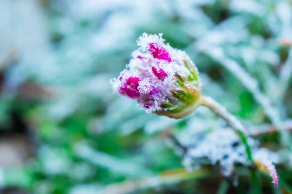 Natureza congelada com flores. Fundo verde. Foto de alta resolução. — Fotografia de Stock