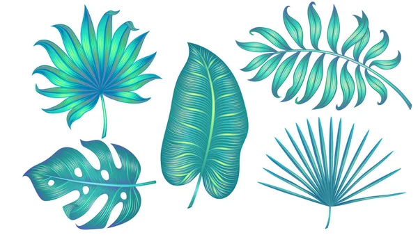 Diverse foglie tropicali isolate su bianco. Illustrazione vettoriale. — Vettoriale Stock