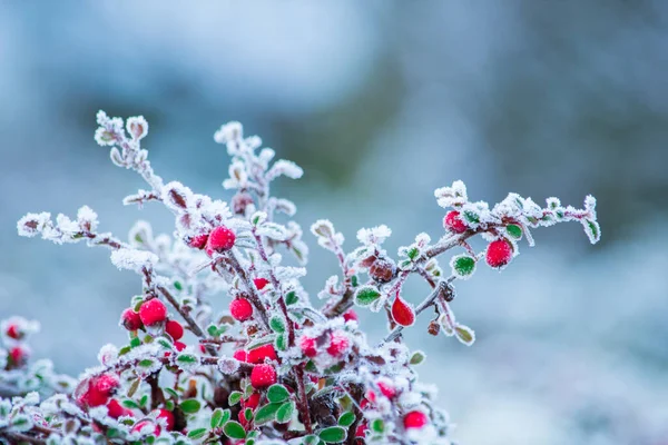 Zmrazená příroda s červenými bobulemi. Zimní pozadí. — Stock fotografie