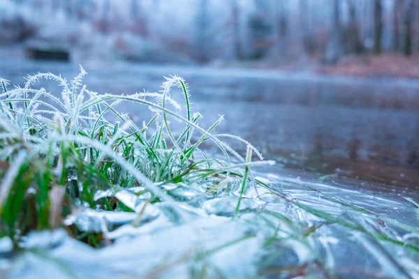 Mrazivá příroda s trávou. Zimní pozadí se zamrzlým jezerem. — Stock fotografie