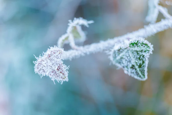 Natureza congelada com folhas. Fundo verde. Foto de alta resolução. — Fotografia de Stock