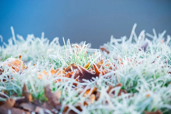 Naturaleza congelada con hojas. Fondo verde. Foto de alta resolución. — Foto de Stock