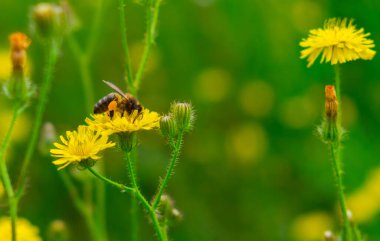 Arı uçuyor ve çiçeklerden nektar topluyor. Doğanın güzel fotoğrafı..