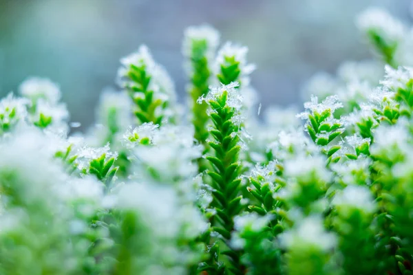 Zmrazená Příroda Zelenými Rostlinami Zelené Zimní Pozadí Fotografie Vysokým Rozlišením — Stock fotografie