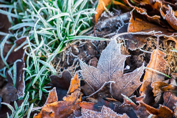 Natureza Congelada Com Folhas Fundo Inverno Verde Foto Alta Resolução — Fotografia de Stock