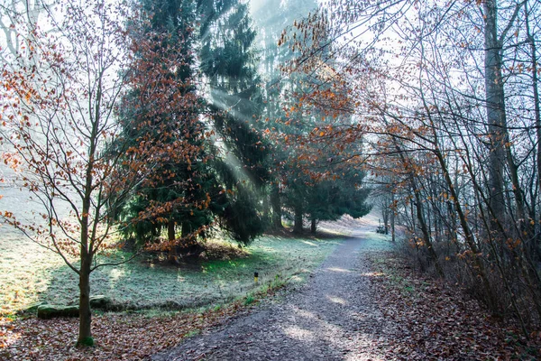 Naturaleza Fondo Otoño Con Rayos Sol Bosque Otoño Hermosa Naturaleza — Foto de Stock