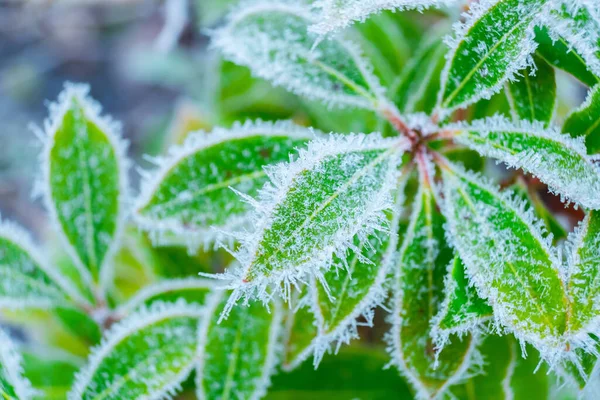 Замороженная Природа Зелеными Растениями Зеленый Зимний Фон Фото Высокого Разрешения Стоковое Изображение