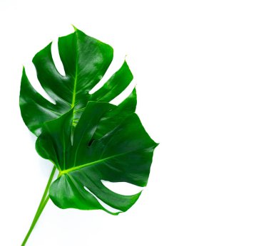 Yeşil tropikal yapraklı çerçeve. Beyazda izole edilmiş.