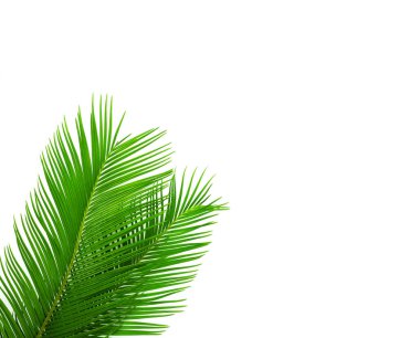 Yeşil tropikal yapraklı çerçeve. Beyazda izole edilmiş.