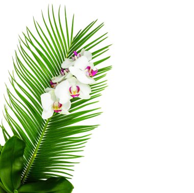 Beyaz orkideler ve yeşil tropikal palmiye yaprağı. Beyazda izole edilmiş. 