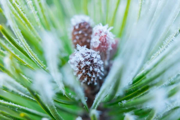 Natureza congelada com perto de um ramo de pinheiro. Fundo verde. Foto de alta resolução. — Fotografia de Stock