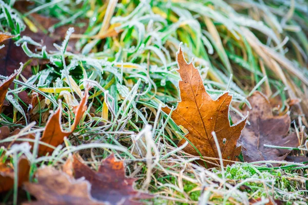 Natureza congelada com folhas. Fundo verde. Foto de alta resolução. — Fotografia de Stock