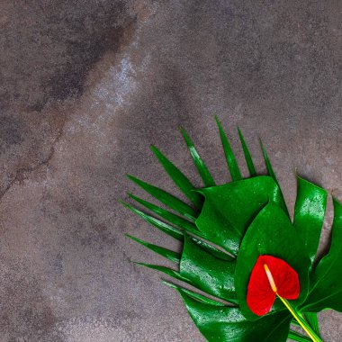 Doğal koyu gri mermer desenli arka plan. Islak kırmızı anthurium çiçeği ve tropikal yaprak..