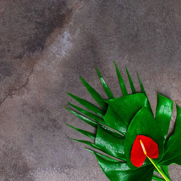 Natural fundo de textura de mármore cinza escuro com flor de antúrio vermelho molhado e folha tropical. — Fotografia de Stock