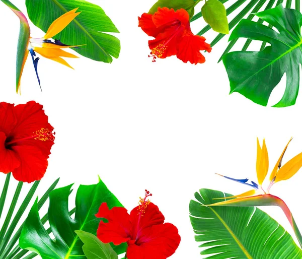 Renkli tropikal yapraklar ve çiçeklerle çerçevelenmiş. — Stok fotoğraf