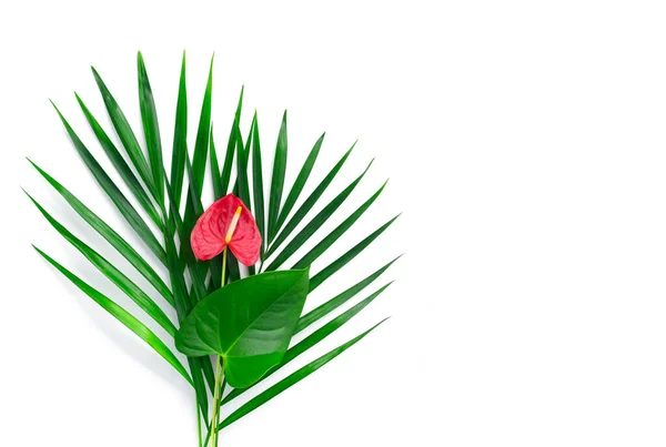 Frame with green tropical leaves and red flower. Isolated on white. — Stock Photo, Image