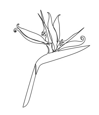 Strelitzia çiçeği el çizimi doğrusal bir şekilde beyaz arkaplanda izole edilmiş.