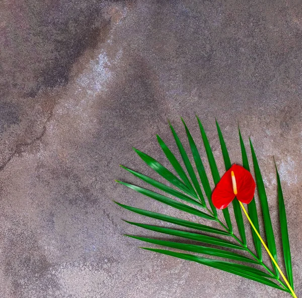Natürliche dunkelgraue Marmorstruktur Hintergrund mit tropischem Blatt und einer roten Blume. — Stockfoto