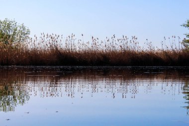 Rush göl kenarında ayna yansıması