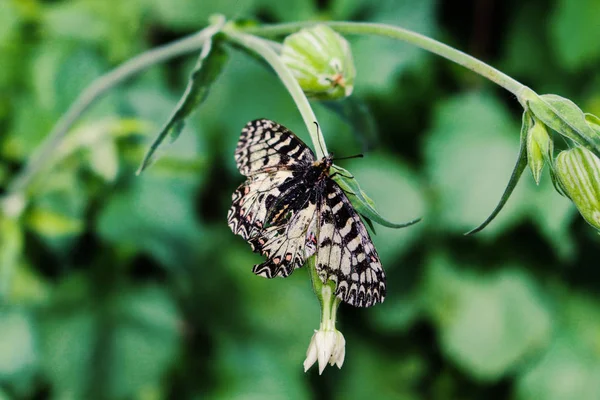 Kleiner Gelber Schmetterling Auf Der Blume — Stockfoto