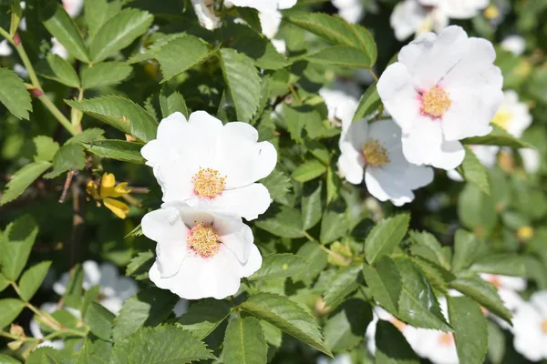 Beyaz çiçekleri ve yeşil yaprakları